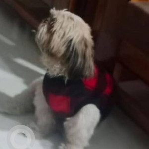 A White-Brown Mix Shih Tzu Dog Missing from Adarsh Nagar, Hyderabad