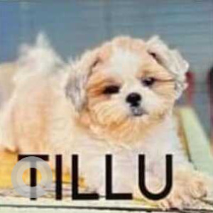 White-Brown Mix Male Shih Tzu Dog is Missing from Yellamanchili near Bhai Mandi Dhaba-2