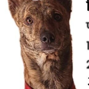 Missing: Black and Brown Male Indie Dog from Mohan Garden police station-2