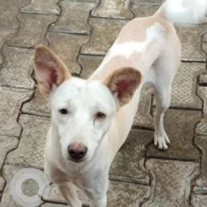 Missing: White-Brown Mix Female Indie Dog from Tilak Ram Colony (Ghaziabad)