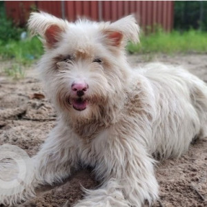 Missing: White Female Terrier Dog from Colva, 2nd Ward