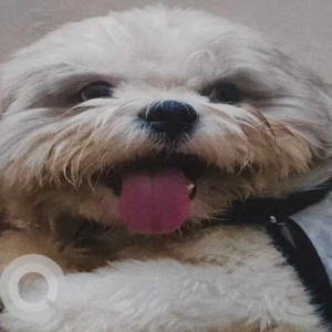 Missing: White-Brown Mix Male Shih Tzu Dog from Konark Daigostic Center Malakpet