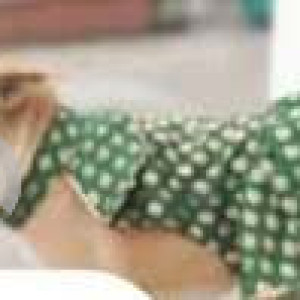 Missing: White-Brown Mix Male Indie Dog from Maruti Layout, Subhramanyapuram-2