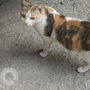 Missing: White-Brown Mix Female Indie Cat from Jogeshwari East-2