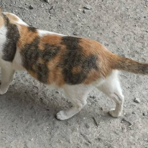 Missing: White-Brown Mix Female Indie Cat from Jogeshwari East