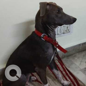 Missing: Black and Brown Female Indie Dog from Shakti Vihar, Pitampura, Delhi