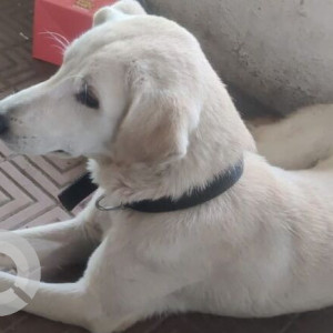 Missing: White Male Indie Dog from SBI,  Wakdewadi