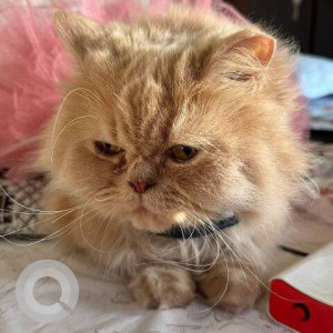 Missing: Golden Female Persian Cat from Lodha Amara Thane