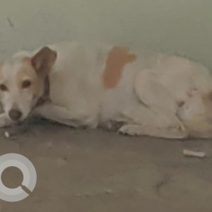 Missing: White-Brown Mix Female Indie Dog from DSK Chandradeep Naralibag Mukundnagar, Pune