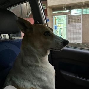 A White-Brown Mix Indie Dog Missing from Pimpri Colony, Pimpri Chinchwad-2