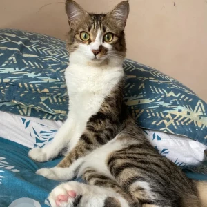 A Grey-White Mix Indie Cat Missing from Saptagiri Gym, Horamavu Agara