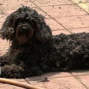 A Black Poddle Dog Missing from Kothrud, Pune