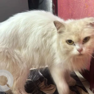 A White Persian Cat Found from Kalyan
