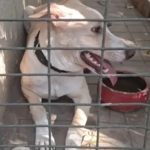 A White-Brown Mix Indie Dog Found from Sadanand Nagar-2