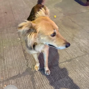 A Black and Brown Indie Dog Found from Lokhandwala Andheri West-3