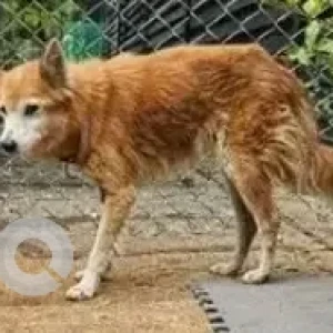 A White-Brown Mix Indie mix Dog Found from Happy valley pearl apartment-2