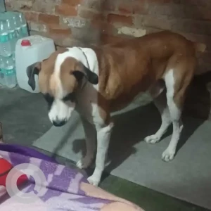 A White-Brown Mix Indie mix Dog Missing from Madanpur Khadar Sarita vihar-2