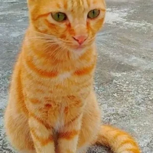 A Orange Ginger cat Cat Missing from Veterinary hospital Honda Pisurle