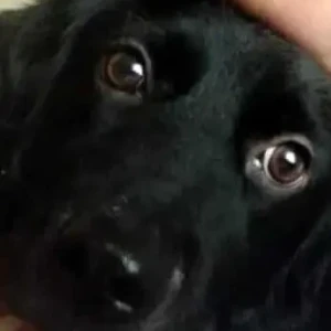 A Black Indie Dog Missing from Delhi - NCR