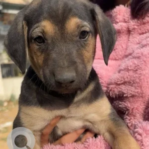 Male Indie Dog Adoption for Adoption in Dwarka sec14