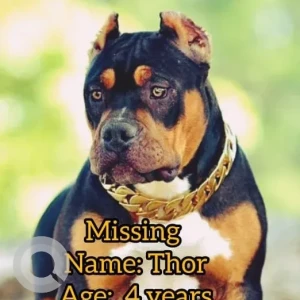 A Black and Brown Rottweiler Dog Missing from Porvorim, Artpark