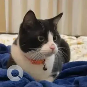 A Black and White Indie Cat Missing from SG Palya, Venkateshwar Layout