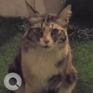 A White-Brown Mix Ragdoll Cat Found from Damac hills 2, pacifica cluster
