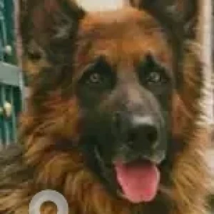 A Black and Brown German Shepherd Dog Missing from Kempegowda Layout