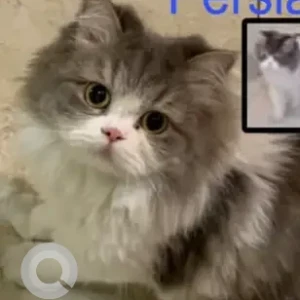 A Grey-White Mix Persian Cat Missing from Kondapur