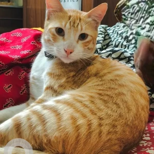 A Orange Ginger Cat Missing from Madhyamgram