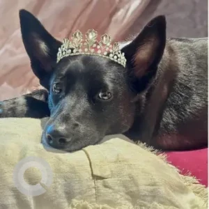 Female Indie Dog Adoption for Adoption in South Delhi