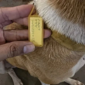 A White-Brown Mix Indie Dog Found from Anjuna-2