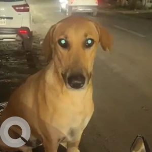A Brown Indian Dog Found from Pune