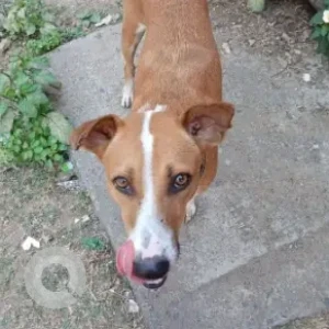 A Brown Indie Dog Missing from Chennai