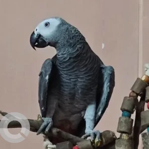 A Grey African Grey Parrot Bird Missing from Moira