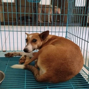 A White-Brown Mix Indie Dog Missing from Chennai