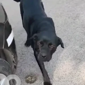 A Black Labrador Dog Found from Hinjewadi