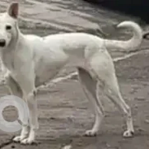 A White Indie Dog Missing from Bilekahalli, Bengaluru-2
