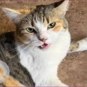 A White and Grey Domestic Shorthair Cat Missing from Shakhbout City