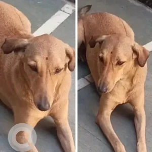 A Brown Indie Dog Missing from Block B, Vivek Vihar