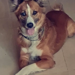 A White-Brown Mix Indie Dog Missing from Pimpri