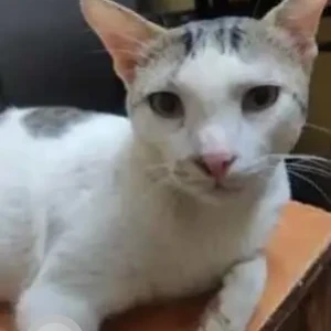 A Black and White Indie Cat Missing from Kolathur, Chennai