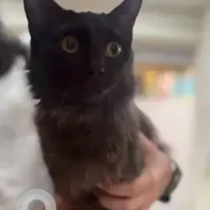 A Black Indie long hair Cat Found from Sadananda nagar, 7th main-2