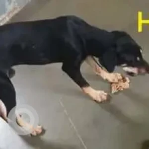 A Black and Brown Indie Dog Missing from Hinjawadi, Pune-3