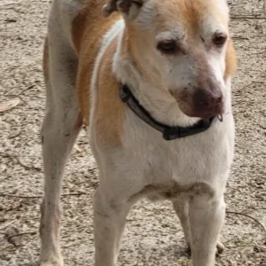 A White-Brown Mix Indie Dog Found from Charkop, Sector 9