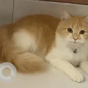 A White-Brown Mix Persian Cat Missing from Sector 67, Mohali-3