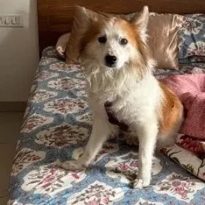 A White-Brown Mix Pomeranian Dog Found from HSR Layout