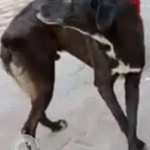 A Black Indie Dog Missing from Saidulajab