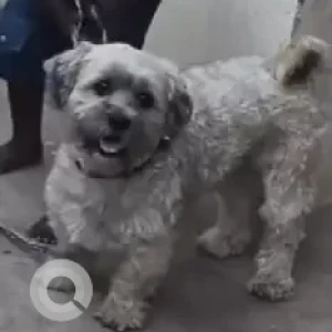 A White-Brown Mix Shih Tzu Dog Missing from Gangirpalaya hoshalli cross-2