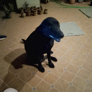A Black Labrador Dog Found from Horamavu Agara-3